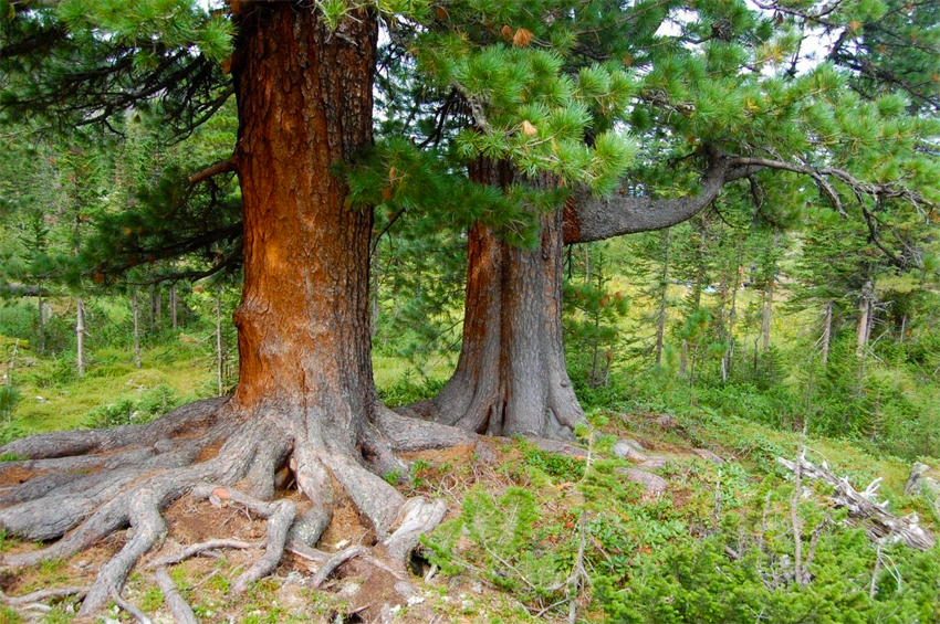 Технология Post and Beam. Какие брёвна используют.